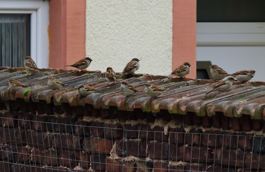 Spatzen_00001DSC_0303.jpg