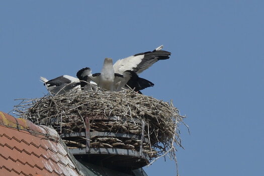 DSC_1383.jpg