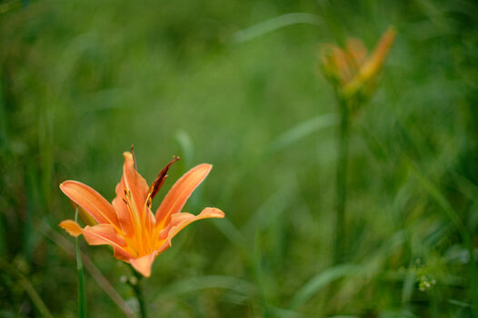 NK6_0167-Z6-2000.jpg