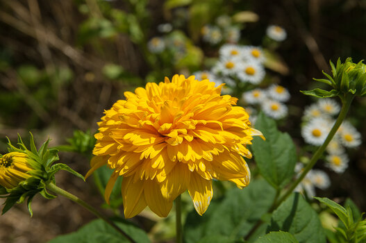 DSC_9680.jpg