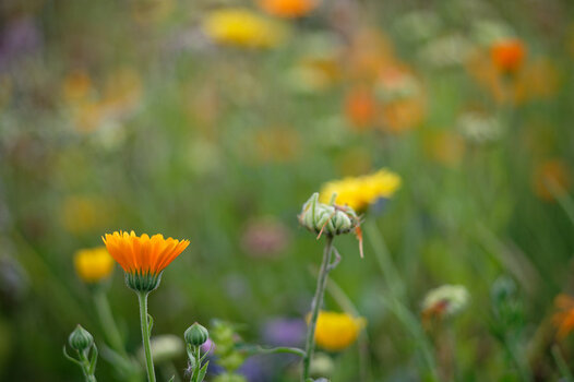 NK6_0329-1200-kal.jpg