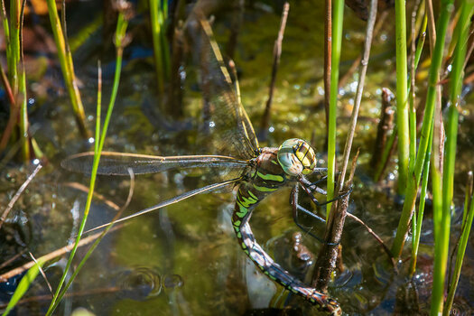 20200820_D500_1562NF.jpg