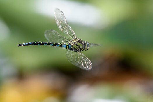 20200824_D500_1983NF.jpg