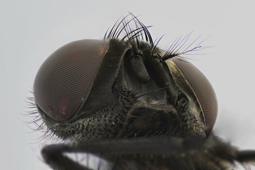 FliegeK.jpg FliegeK.jpg