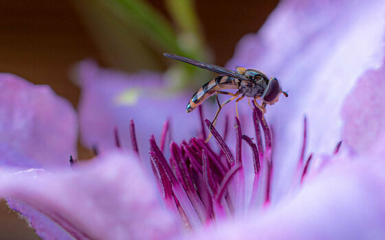 macro-1.jpg