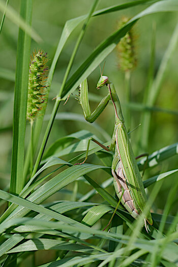 Mantis.jpg Mantis.jpg