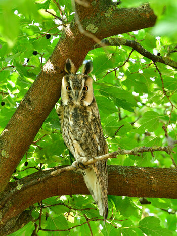 DSC_5444.JPG