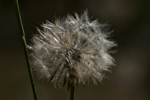 Mein Tor zur Mosel_00001pusteblume.jpg