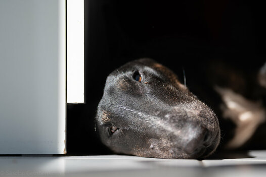 Knut (4).jpg