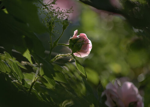 DSC_6261.jpg