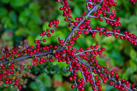 kleinRotebeeren.jpg