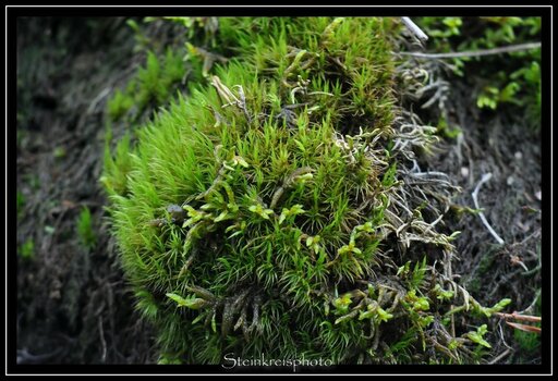 comp_DSC_0154.jpg
