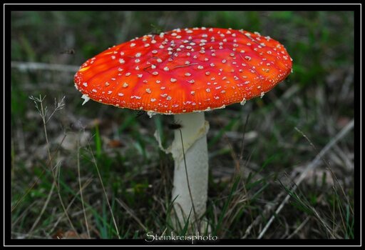 comp_DSC_0170.jpg