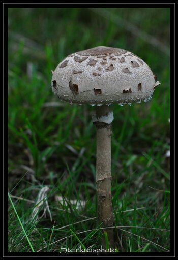 comp_DSC_0174.jpg