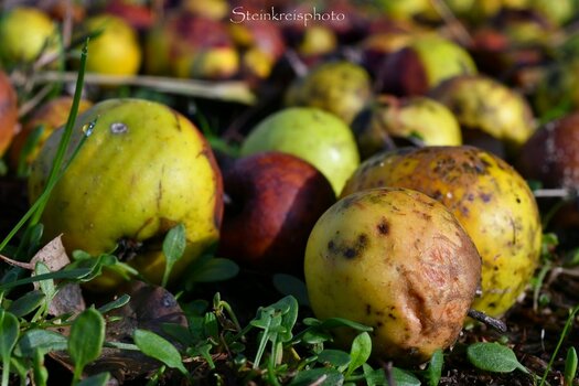 comp_Der Apfel fault nicht weit vom Stamm.jpg