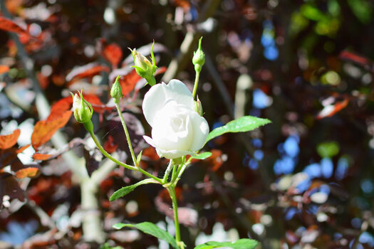 DSC_0232.jpg