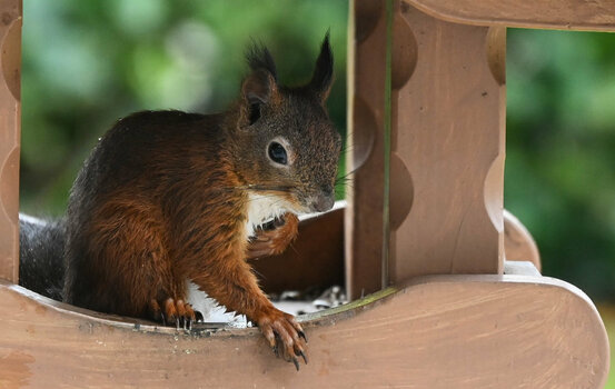 Eichhörnchen im Vogelhaus 1.jpg