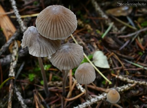 comp_DSC_2310.jpg