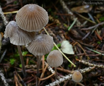 comp_DSC_2310.jpg