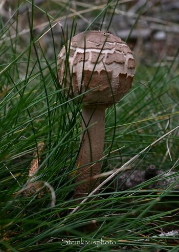 comp_DSC_2304.jpg