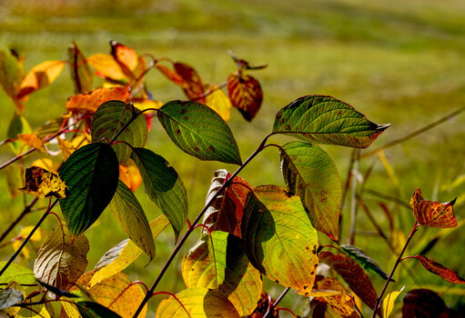 a_AAI_0185.jpg
