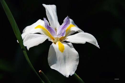Blüte 1.JPG