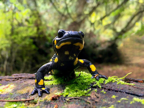 wald002.jpg