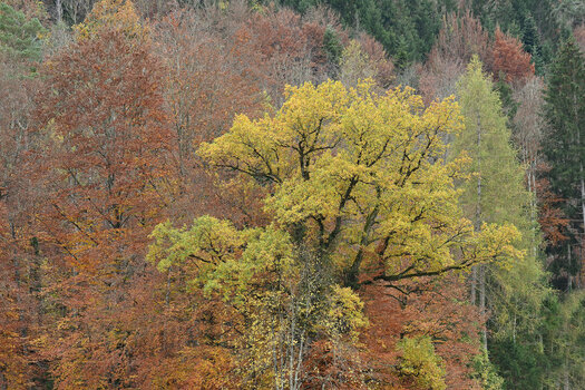 DSC_8491Ni.jpg