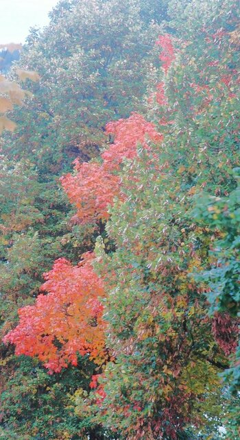 DSC_0428-vb.jpg