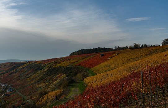 comp_DSC_0118.jpg