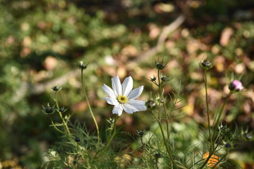 20201105_05_Bluete_1200.JPG