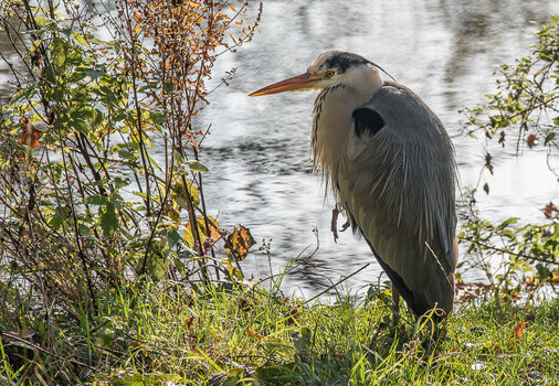 750_6987.JPG