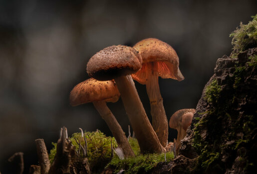 20201102_182500-Bearbeitet_a.jpg