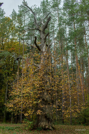 20201101-DSC_6749-HDR.jpg