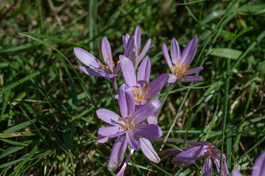 20201004-D75_4451.jpg