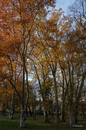 20201028-DSC_6647.jpg