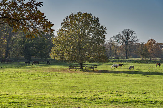750_6885-Bearbeitet.JPG