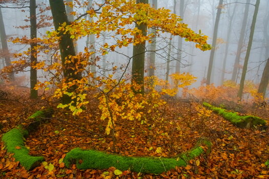 365AFA01-63B2-4C04-862E-6357C8950CA4.jpeg