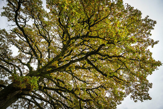 20201101_NZ7_0079NF.jpg