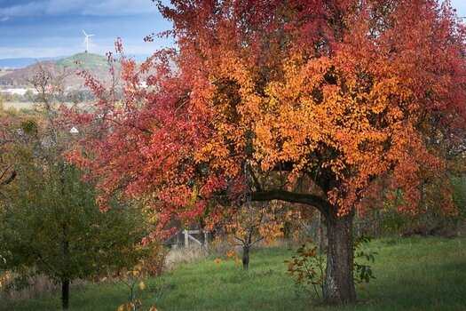 herbst.jpg