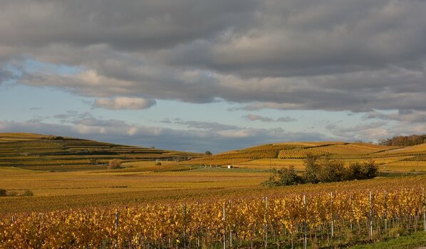 DSC_3959NF1.jpg