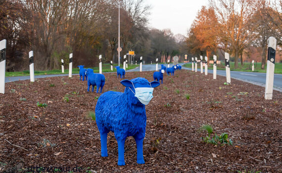 Blauschaf.jpg Blauschaf.jpg