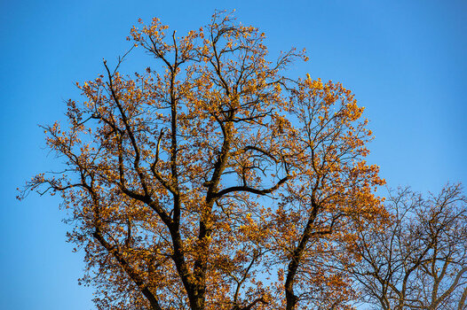 20201127_NZ6_3029NF.jpg