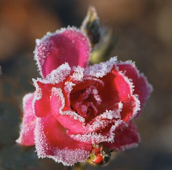 DSC_9367NF1.jpg