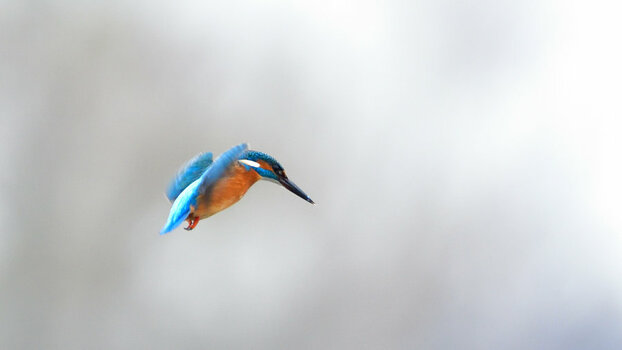 DSC_7099_01.JPG