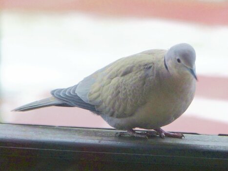 P1110973-vb.jpg