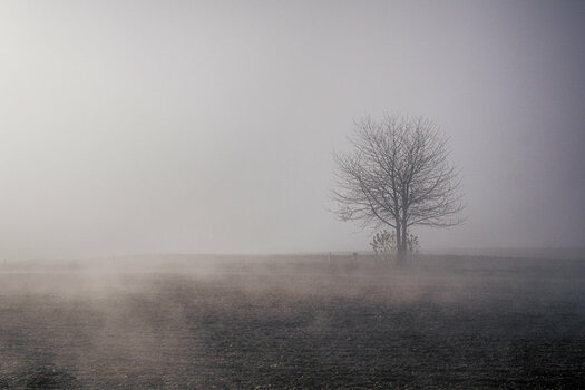 Somewhere in NEA 06166 Misty Tree.jpg