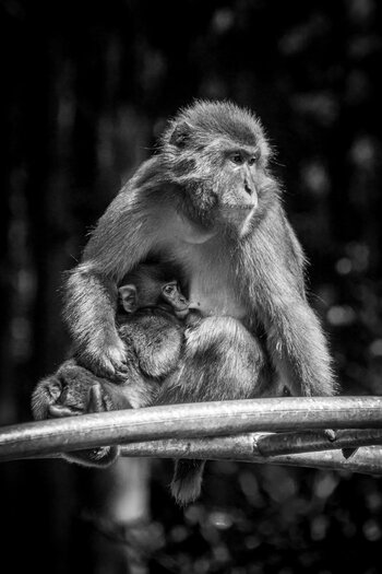 Affenberg Landskron 08535 Landskron Apes 3.jpg