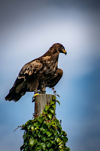 Castle Landskron 08616 Landskron Eagles 1.jpg