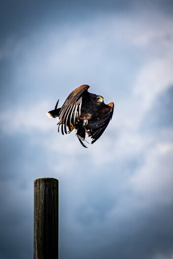 Castle Landskron 08619 Landskron Eagles 2.jpg